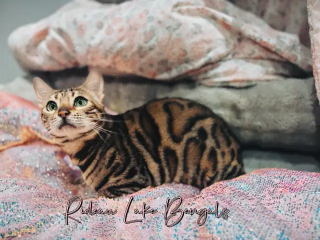 Breeder Quality Brown Bengal Female TICA Registered
