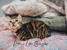 Breeder Quality Brown Bengal Female TICA Registered