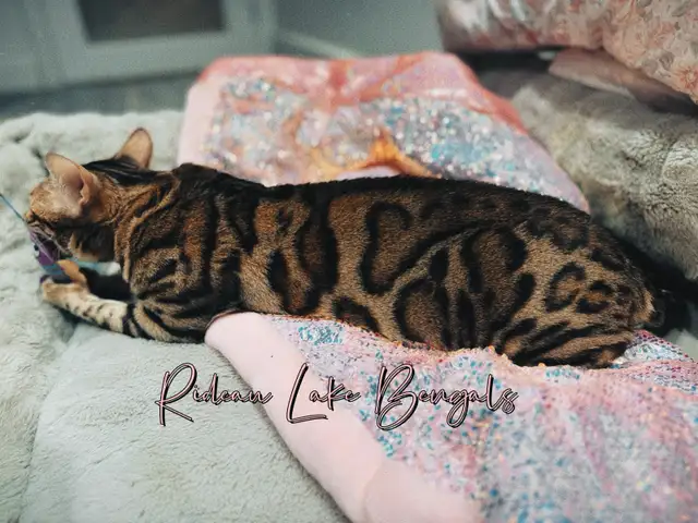 Breeder Quality Brown Bengal Female TICA Registered - Photo 2