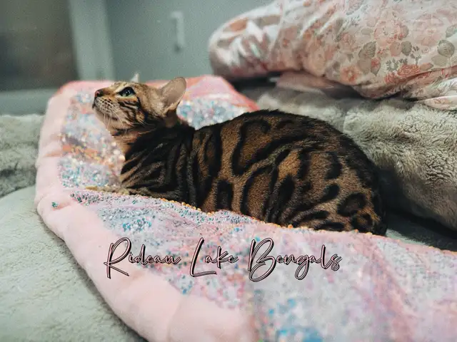 Breeder Quality Brown Bengal Female TICA Registered - Photo 3
