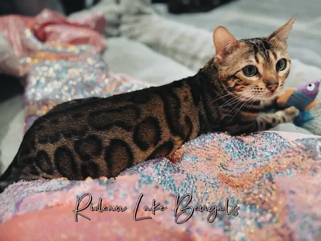 Breeder Quality Brown Bengal Female TICA Registered - Photo 4