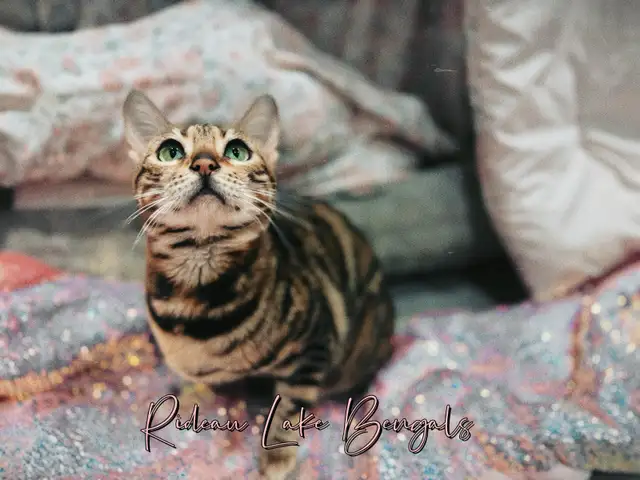 Breeder Quality Brown Bengal Female TICA Registered - Photo 5