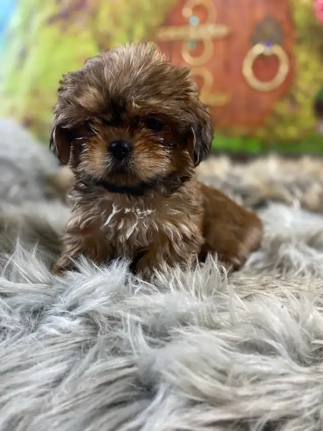 gorgeous little Shih Tzu puppies available