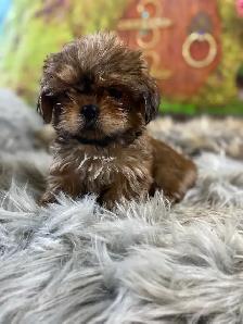 gorgeous little Shih Tzu puppies available