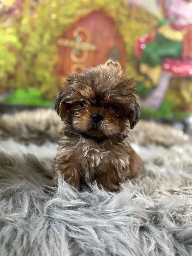 gorgeous little Shih Tzu puppies available - Photo 2