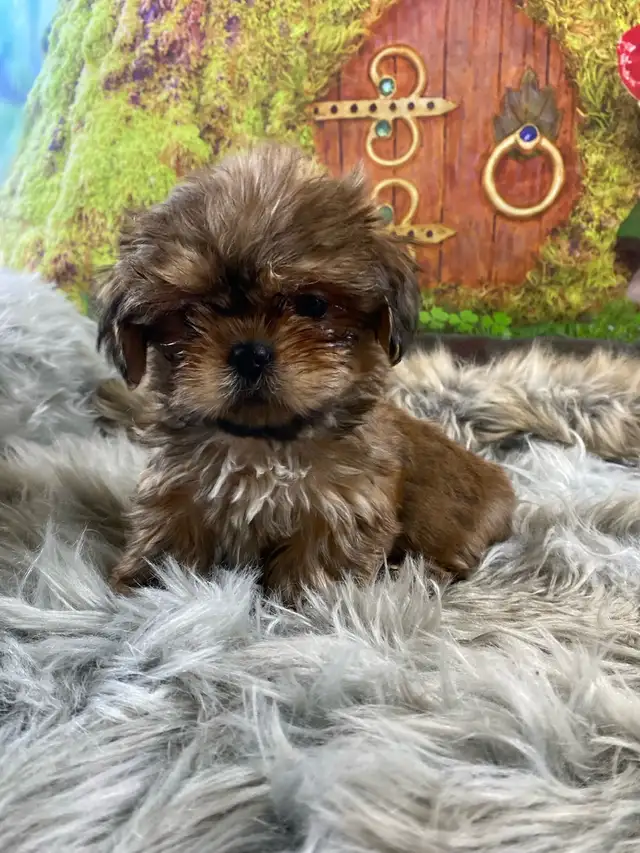 gorgeous little Shih Tzu puppies available - Photo 3