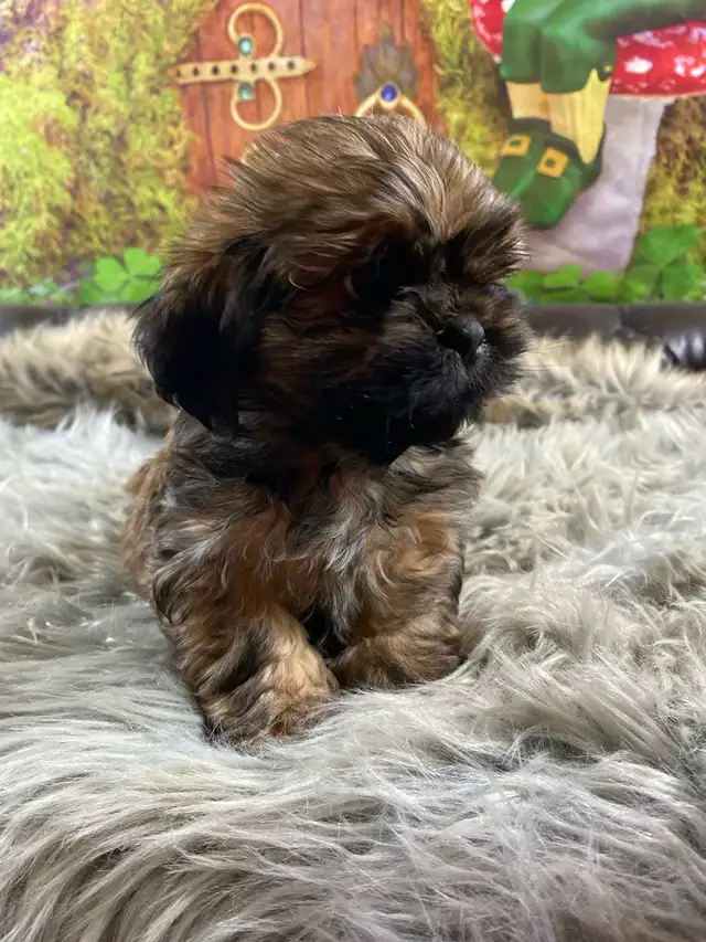gorgeous little Shih Tzu puppies available - Photo 4