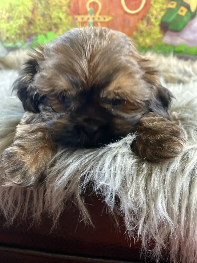 gorgeous little Shih Tzu puppies available - Photo 5