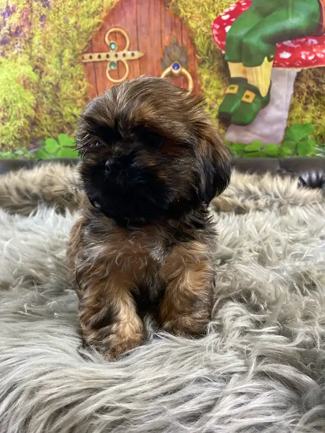 gorgeous little Shih Tzu puppies available - Photo 6