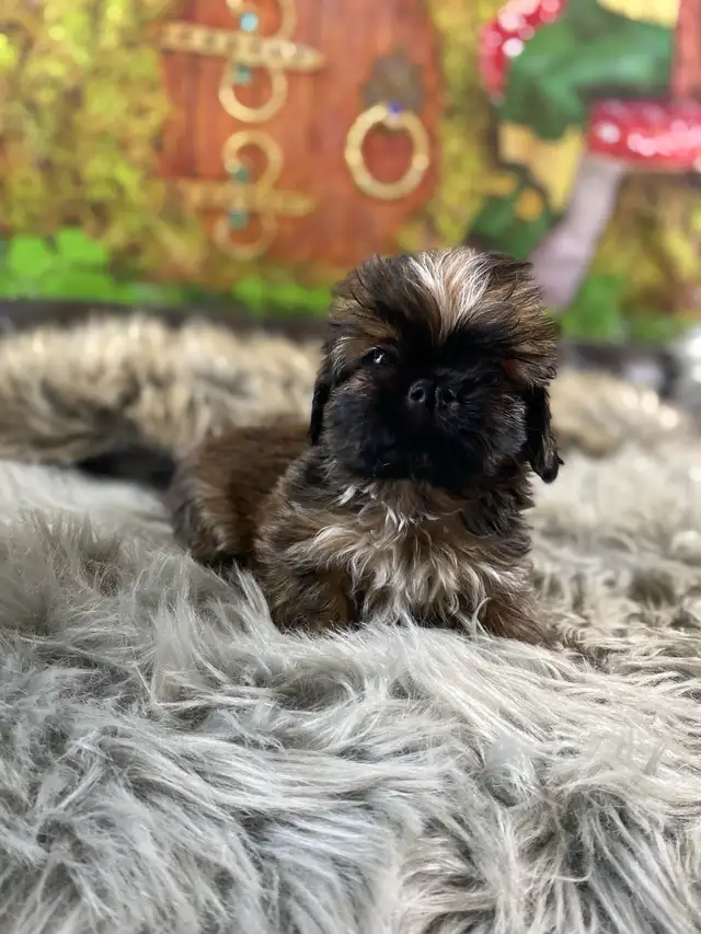gorgeous little Shih Tzu puppies available - Photo 7