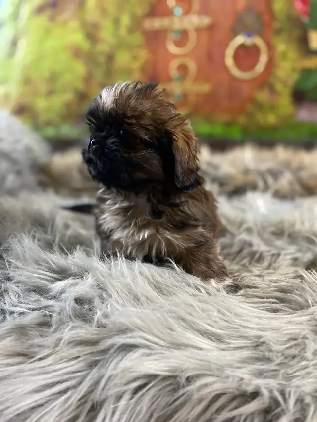 gorgeous little Shih Tzu puppies available - Photo 8