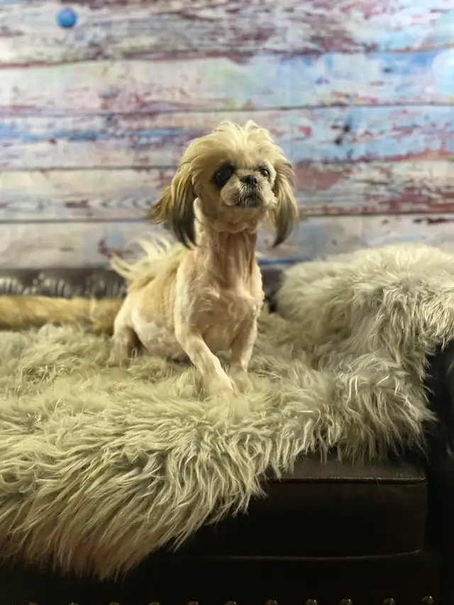 gorgeous little Shih Tzu puppies available - Photo 9