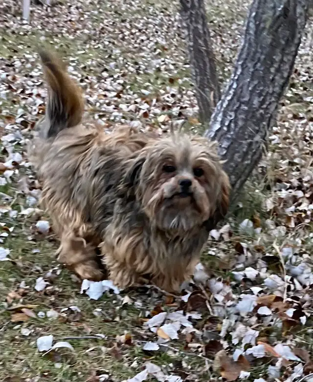 gorgeous little Shih Tzu puppies available - Photo 10