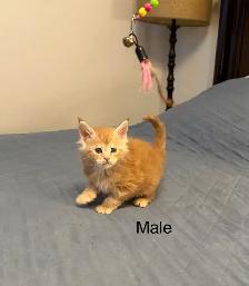 Beautiful purebred Maine Coon kittens - Photo 4