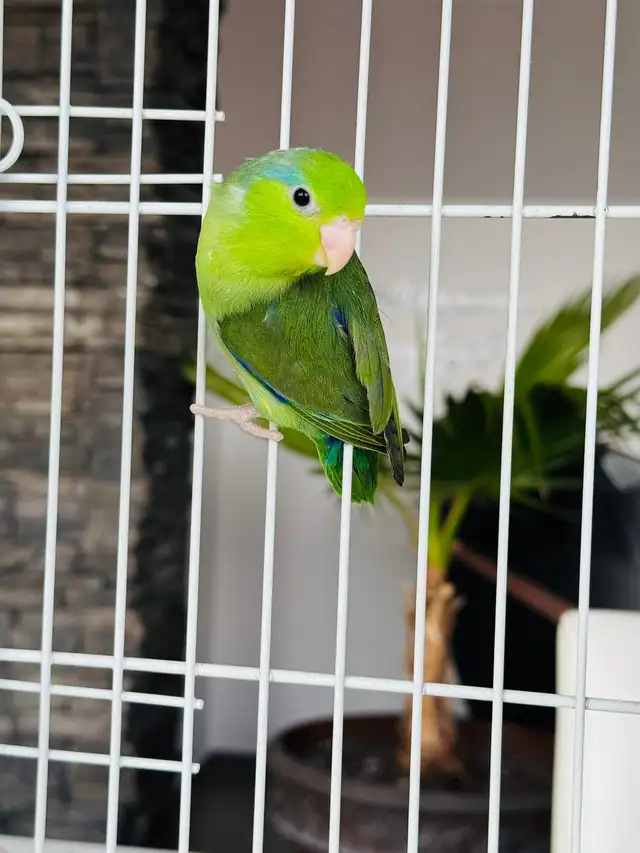 Beautiful Parrotlets - Photo 4
