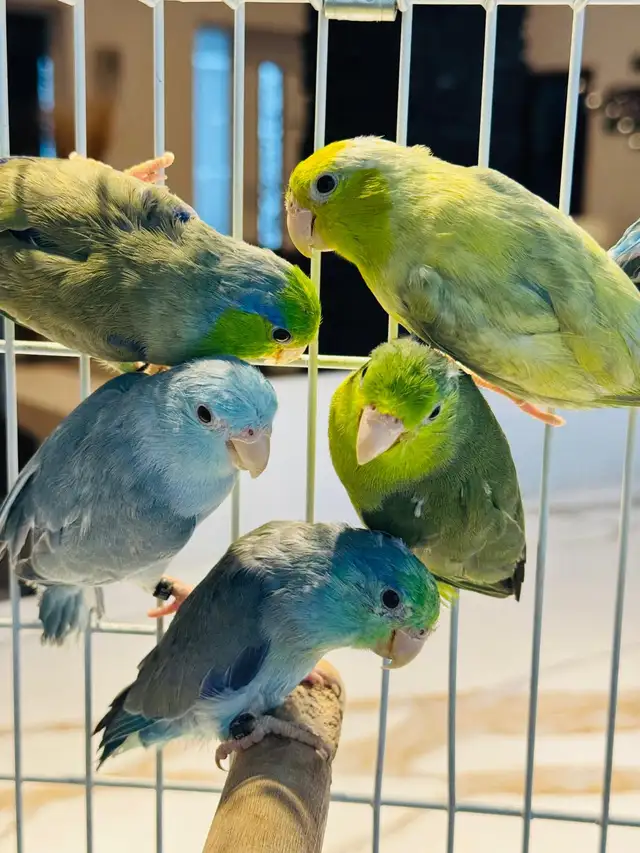 Beautiful Parrotlets - Photo 7