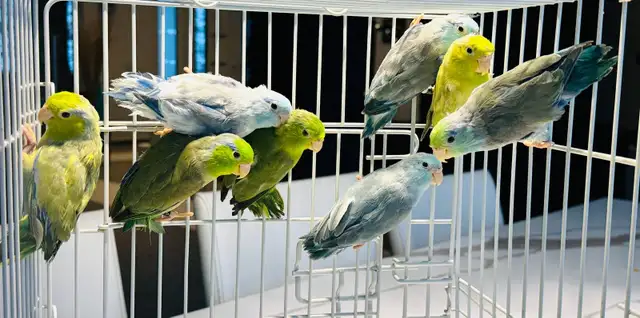 Beautiful Parrotlets - Photo 8