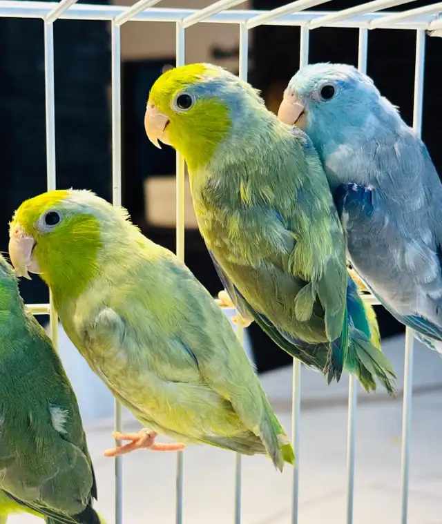 Beautiful Parrotlets - Photo 9