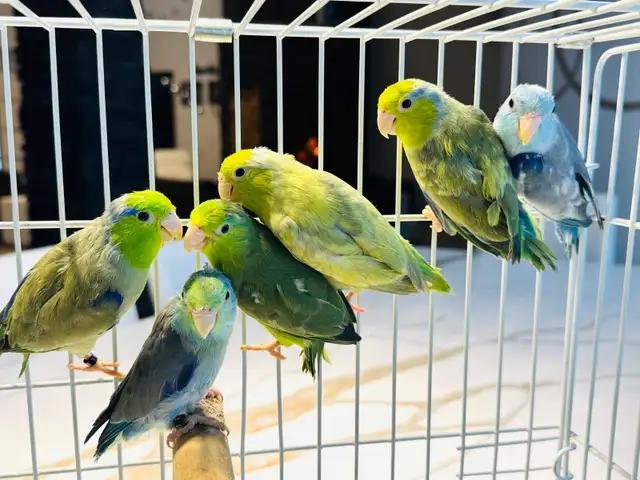 Beautiful Parrotlets - Photo 10