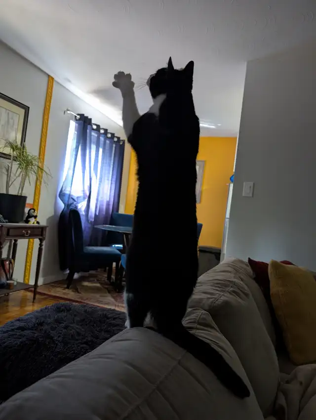 Cat needing good home