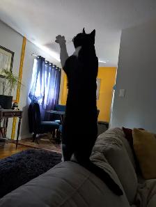 Cat needing good home