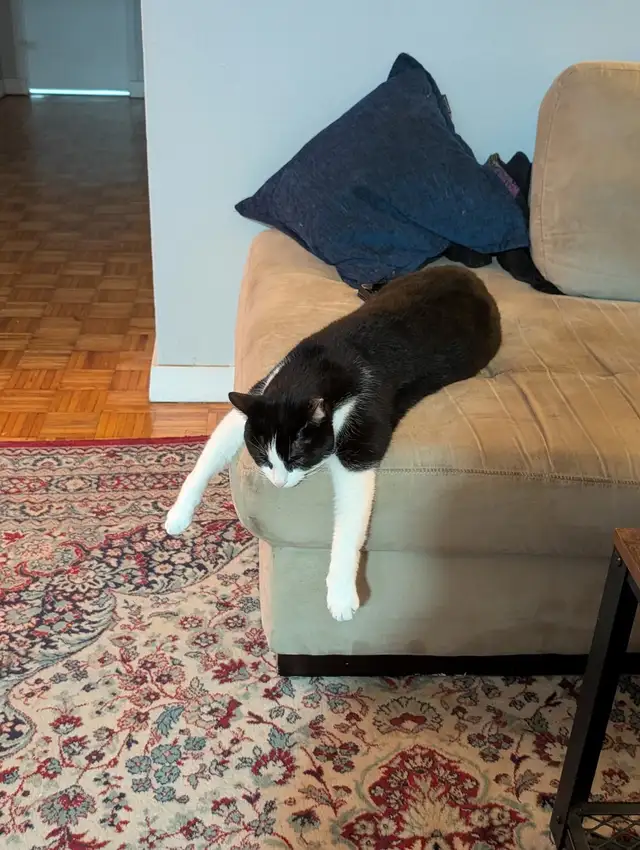 Cat needing good home - Photo 2