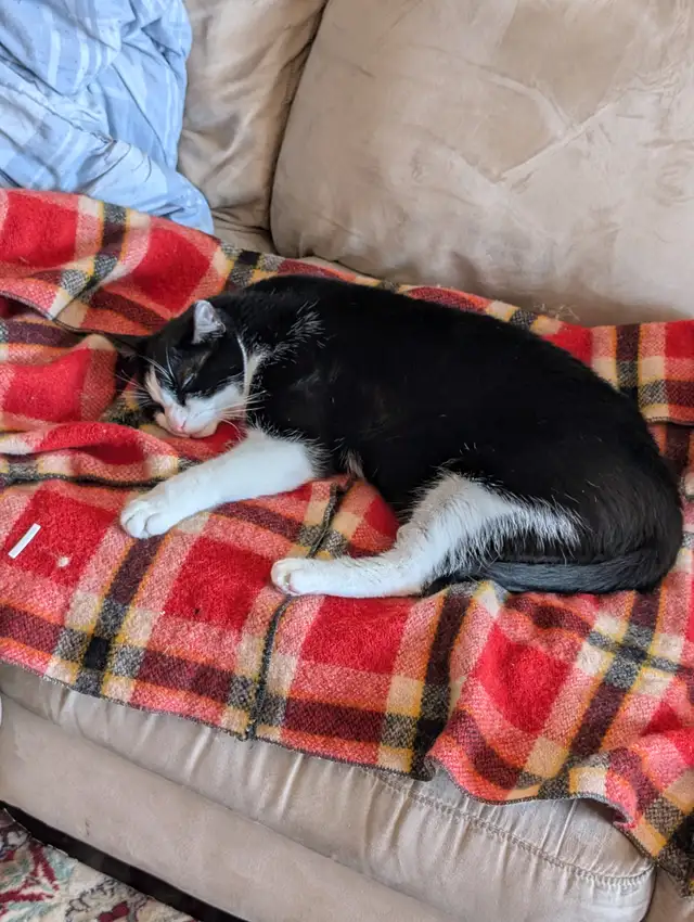 Cat needing good home - Photo 3