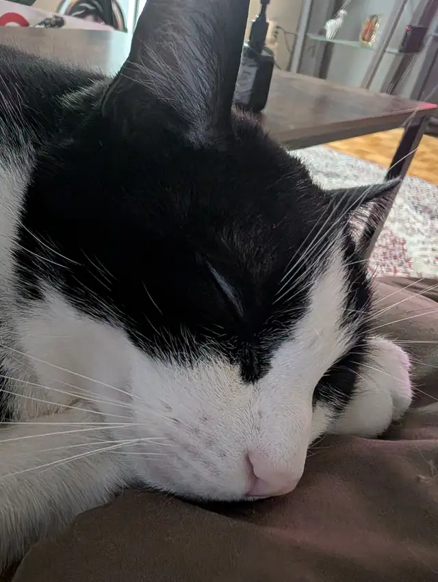 Cat needing good home - Photo 4