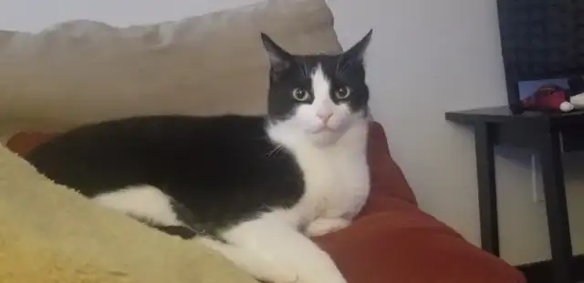 Cat needing good home - Photo 5