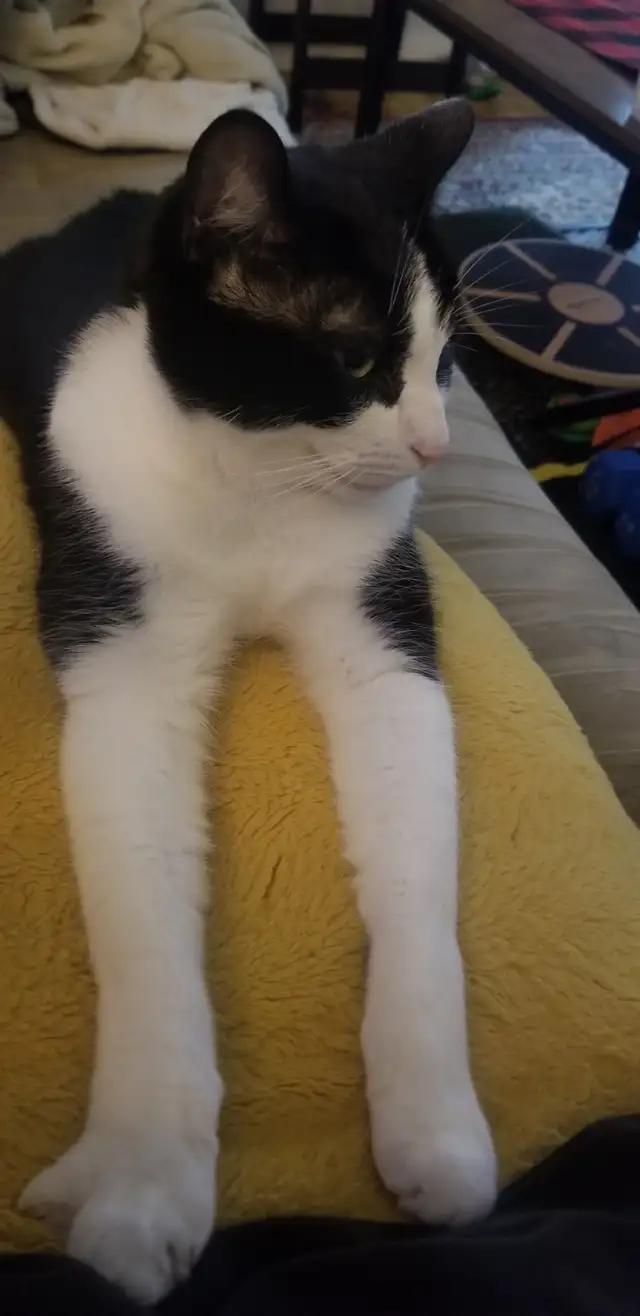 Cat needing good home - Photo 6