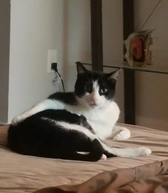 Cat needing good home - Photo 7