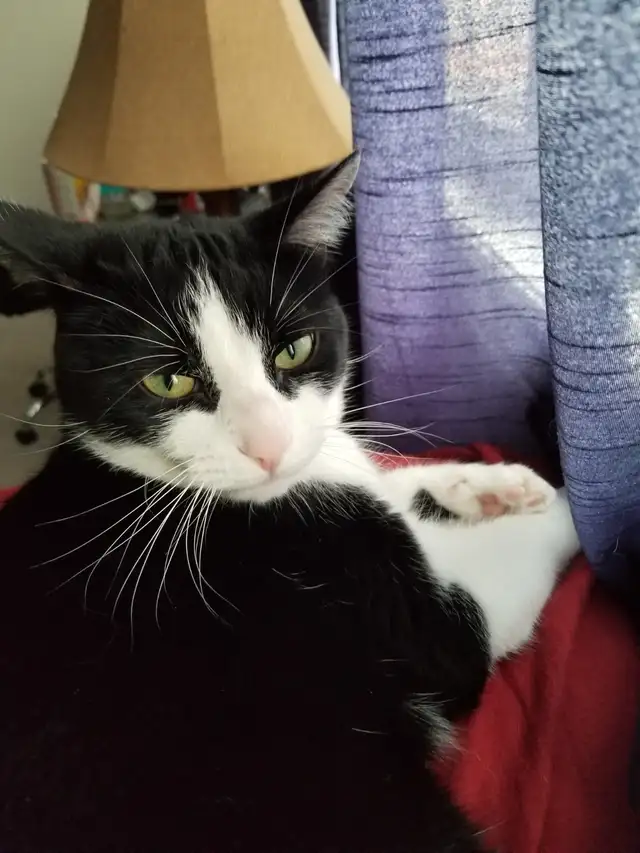 Cat needing good home - Photo 8