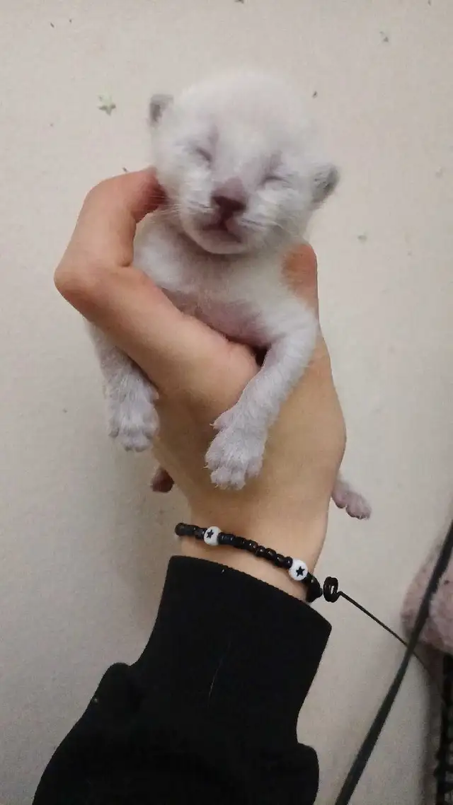 PUREBRED SIAMESE KITTEN
