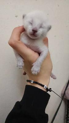 PUREBRED SIAMESE KITTEN