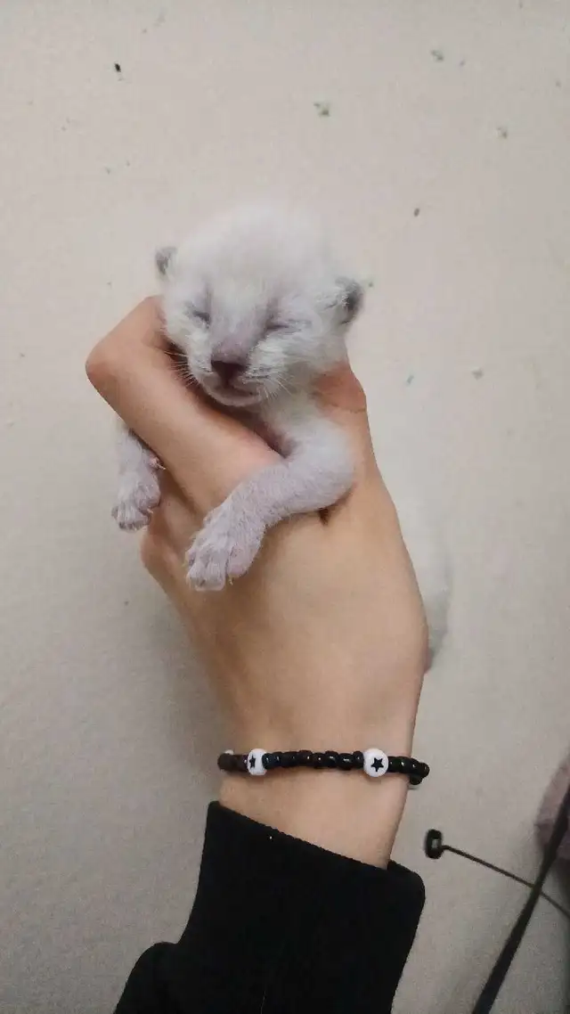 PUREBRED SIAMESE KITTEN - Photo 2