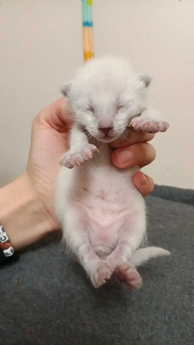 PUREBRED SIAMESE KITTEN - Photo 3