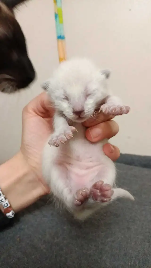 PUREBRED SIAMESE KITTEN - Photo 4