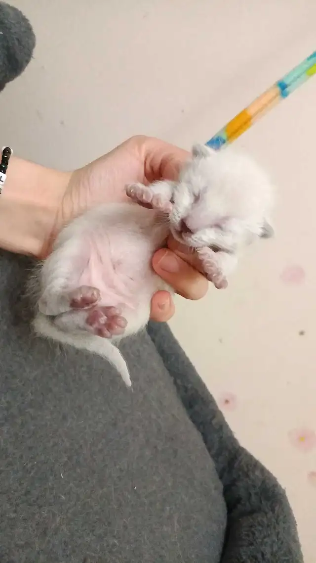 PUREBRED SIAMESE KITTEN - Photo 5