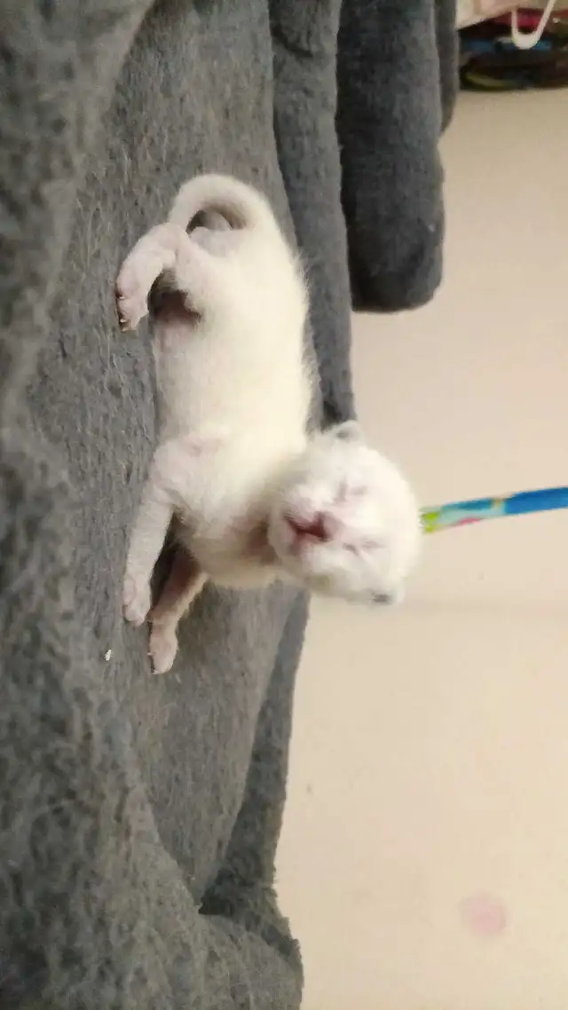 PUREBRED SIAMESE KITTEN - Photo 6