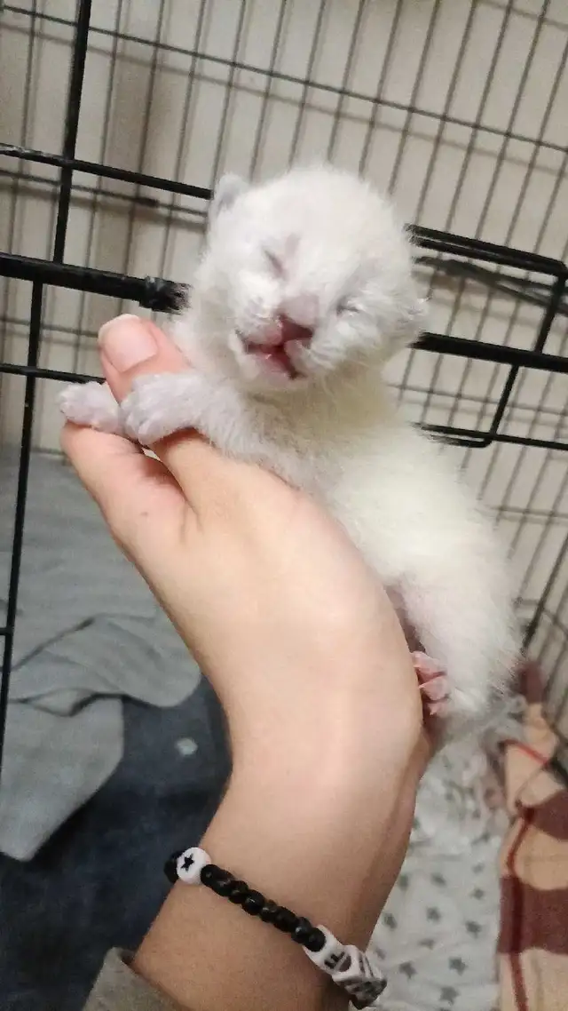 PUREBRED SIAMESE KITTEN - Photo 8