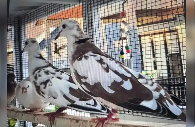 Pair of Wild Pied Ringneck Doves