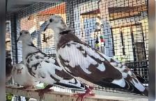Pair of Wild Pied Ringneck Doves