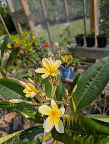 Dedicated massage therapist