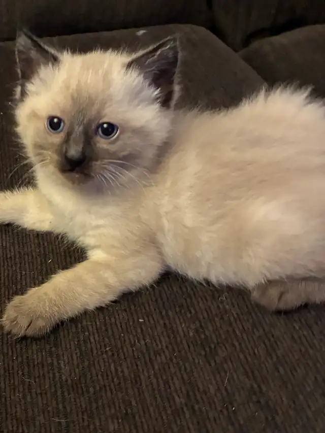Siamese kittens