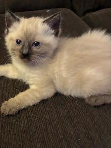 Siamese kittens