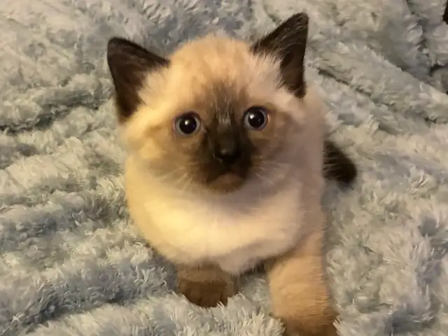 Siamese kittens - Photo 2