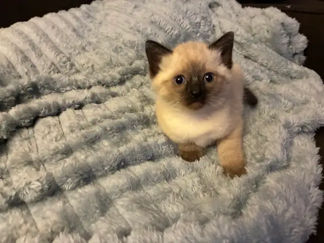 Siamese kittens - Photo 3