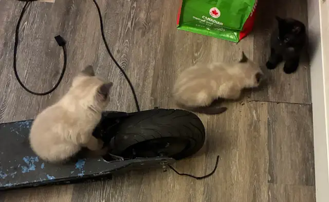 Siamese kittens - Photo 4