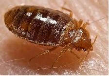 COCKROACHES BEDBUGS MOUSE RAT-ALL PESTS CONTROL@ LOWEST PRICE - Photo 2