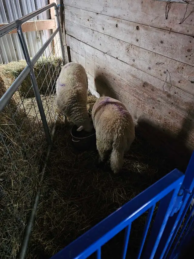 two ram lambs